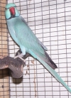 D N A Registered healthy, lovable and playful male and female Indian ringneck parakeets for for new home